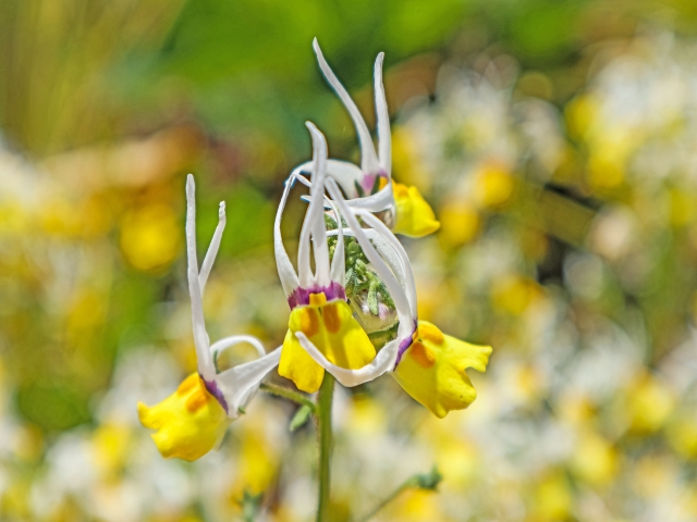 宿根草（ケイランサス・マスカレード）