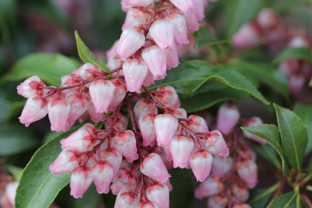 アセビ（薄桃色）