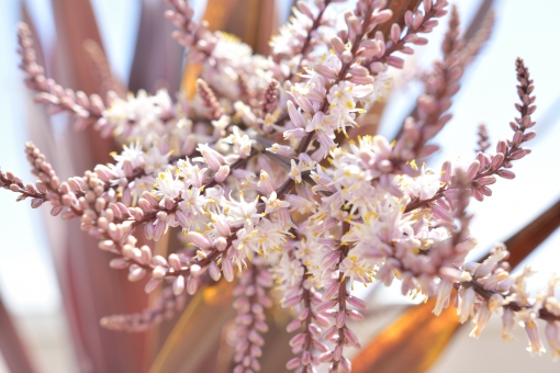 コルジリネ（花）