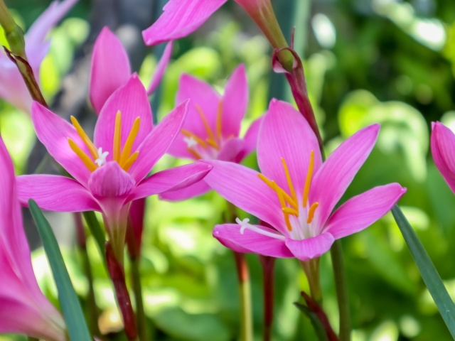 レインリリー（桃）