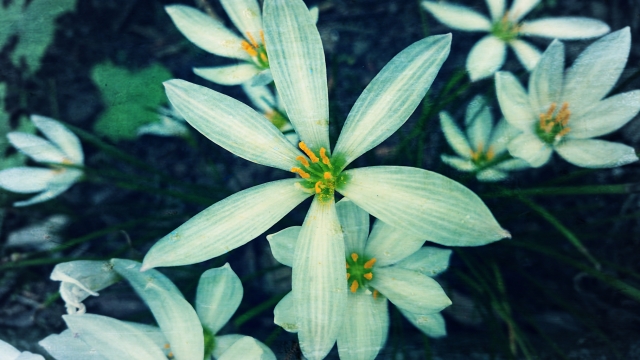 レインリリー（白）