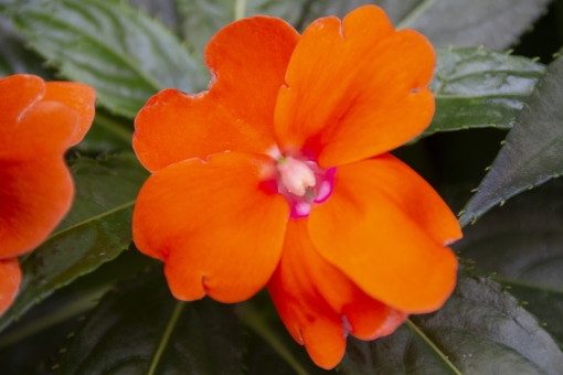 インパチェンス（オレンジ）