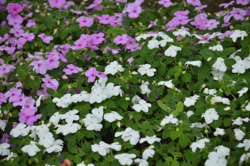 インパチェンス（白）