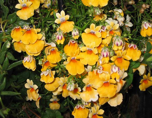 一年草（ストルモサ・サンドロップ）