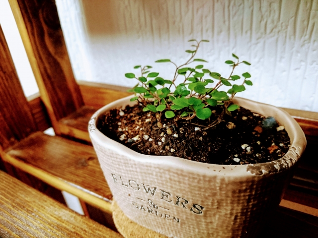 ワイヤープランツ