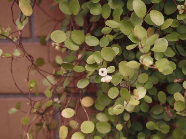 ワイヤープランツ（花）