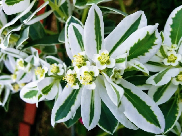 ハツユキソウの花