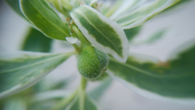 ハツユキソウの種