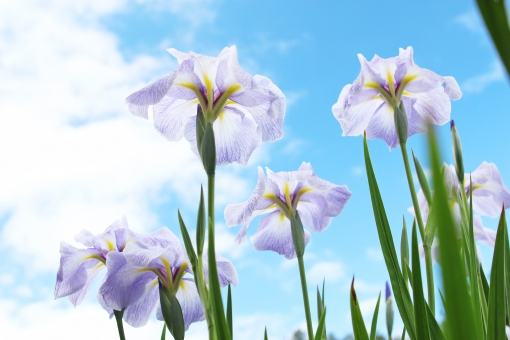 アイリス（白）