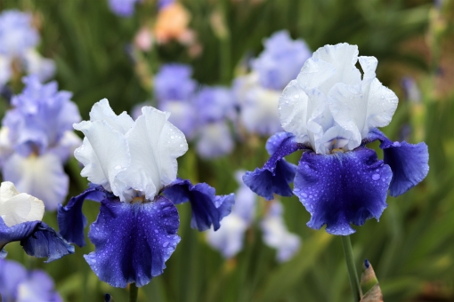 アイリス（青・白）