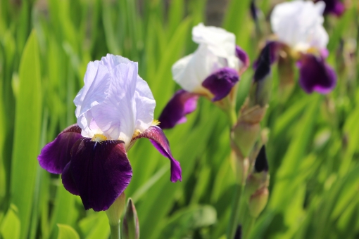 アイリス（紫・白）