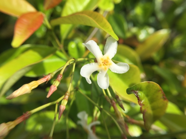 テイカカズラ（花）