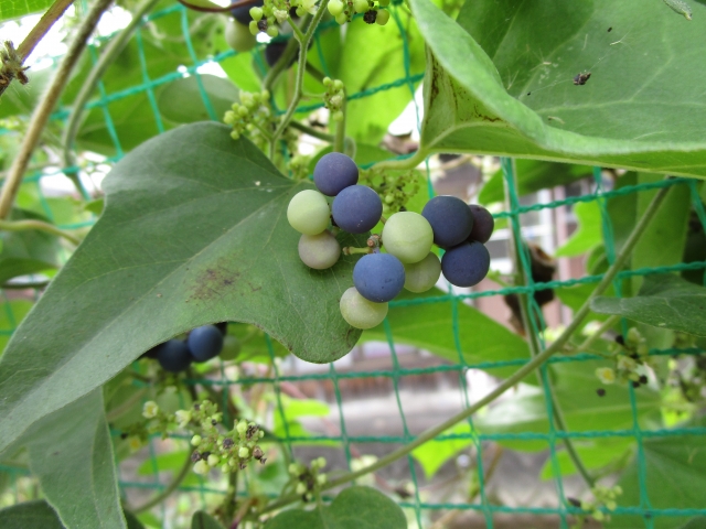 アオツヅラフジ