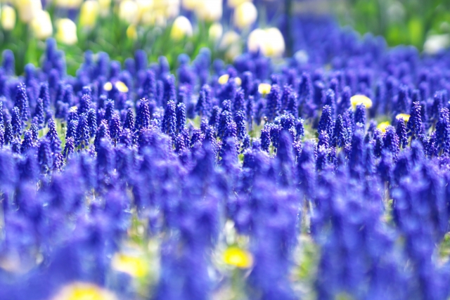 ムスカリの育て方!秋植え春咲き球根を毎年上手に咲かせる育て方のコツのイメージ