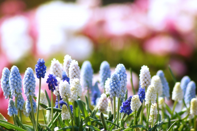 ムスカリのミックス植え