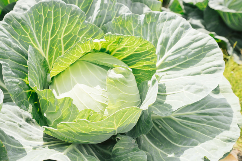 キャベツ