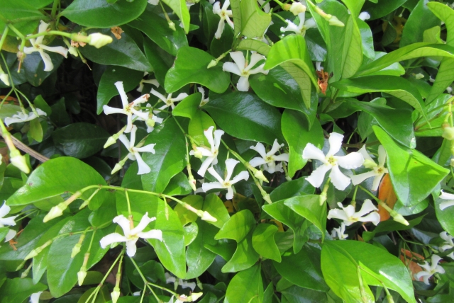 テイカカズラ（花）