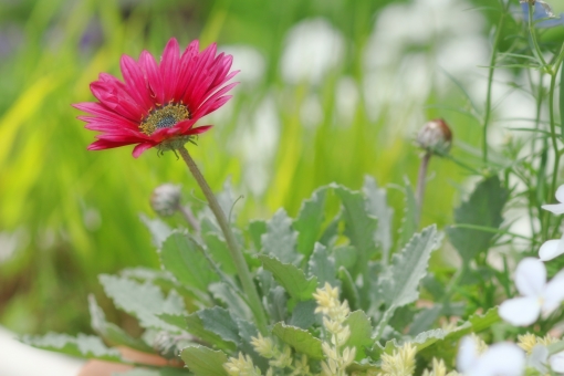 アークトチス（赤花）