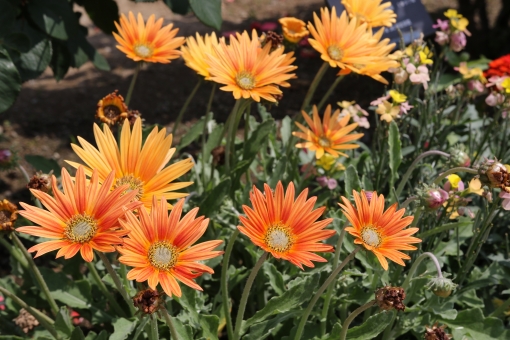 アークトチス（オレンジ花）