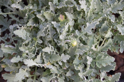 アークトチス（葉）