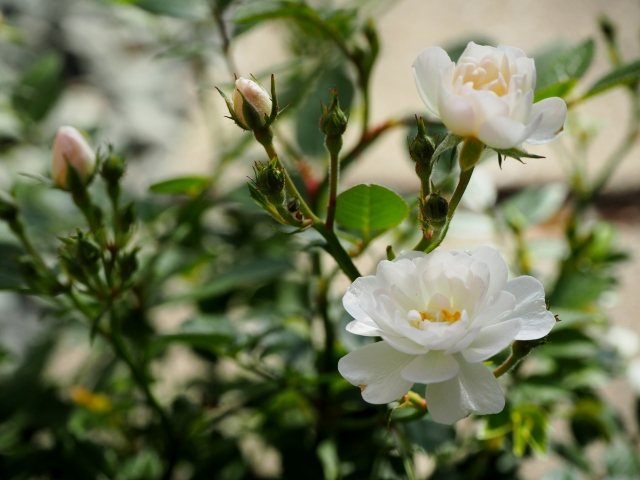 レンゲローズ（白花）