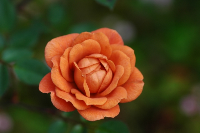 ミニバラ・テディベア