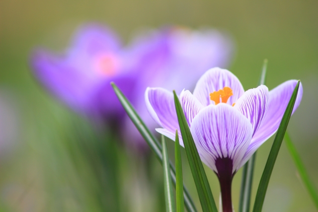 クロッカス