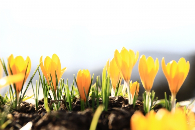 黄色のクロッカス