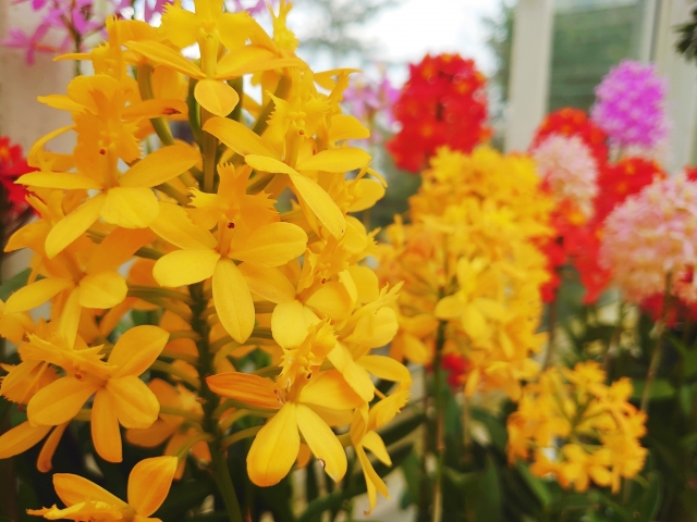 エピデンドラム