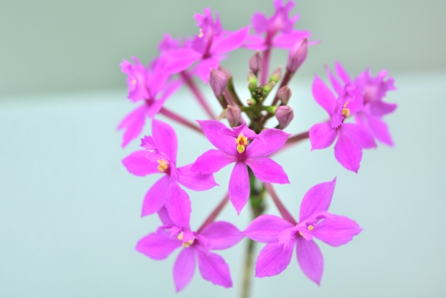 エピデンドラムの花とつぼみ