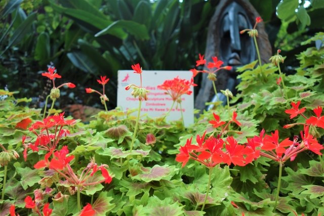 エピデンドラムの花と葉