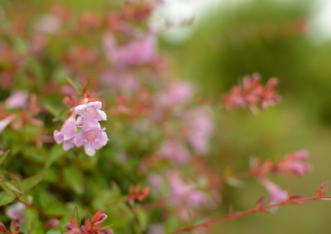 アベリア（ピンク花）