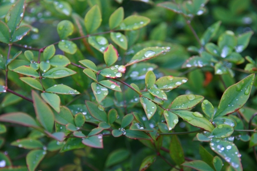 アベリア（葉）