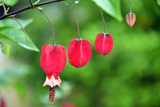 チロリアンランプ