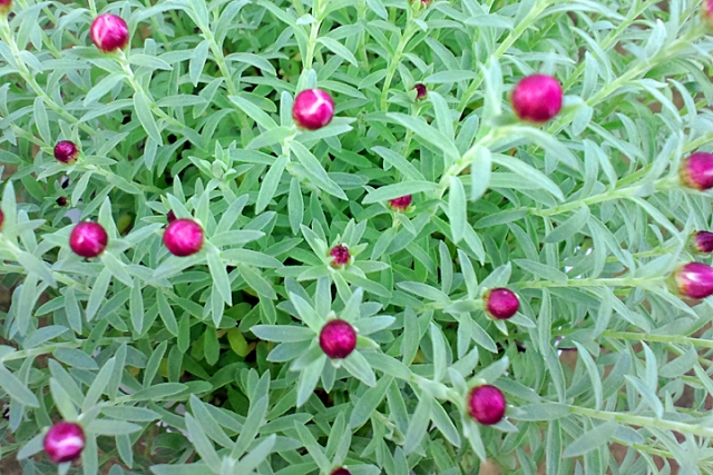 花かんざし（つぼみ）