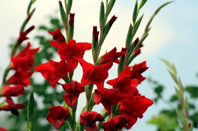 グラジオラスの育て方!毎年花を咲かせるための管理方法のコツを紹介のイメージ