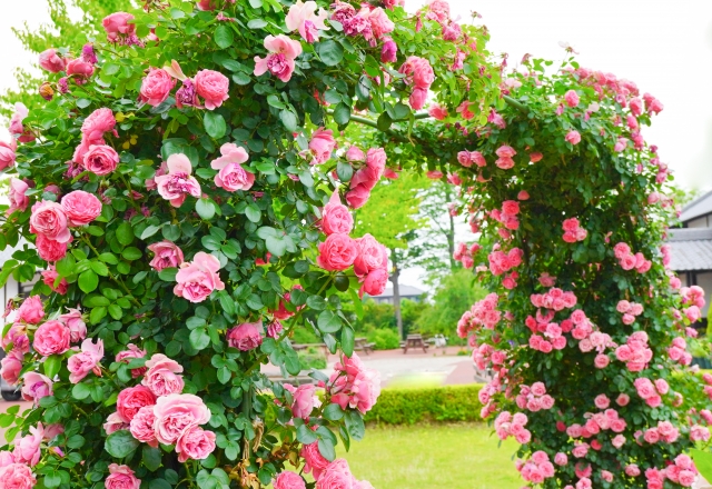 クライミング・ローズ