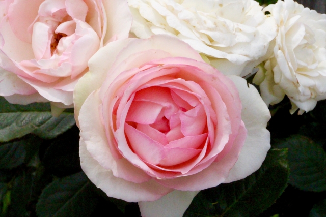 ピエールドロンサール