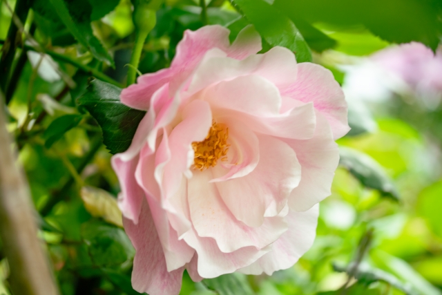 スパニッシュビューティー