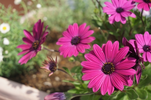 オステオスペルマム