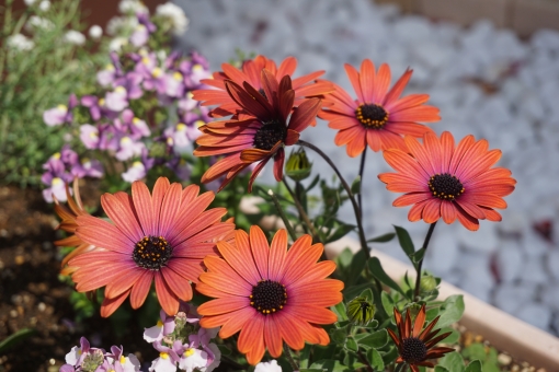 オステオスペルマム（オレンジ）