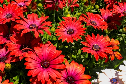 オステオスペルマム（赤）