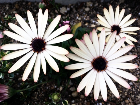 オステオスペルマム（白）