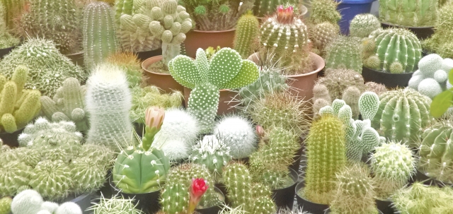 様々なサボテン
