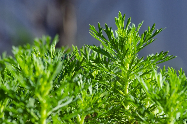 ユリオプスデージー（葉）