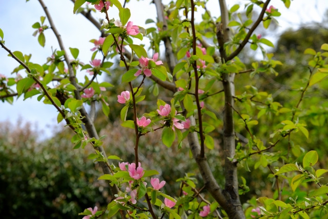 カリン（庭木）