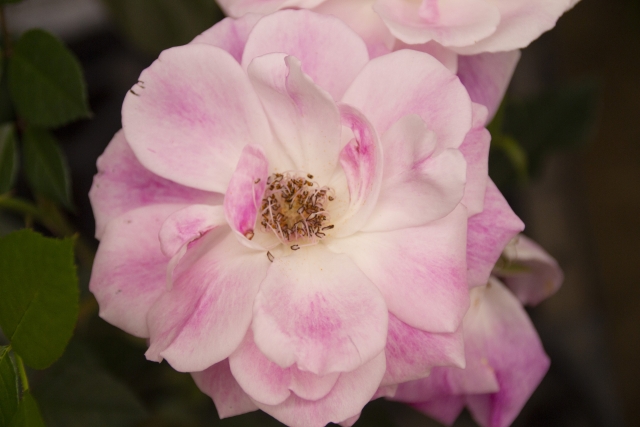 ピンク・アイスバーグ