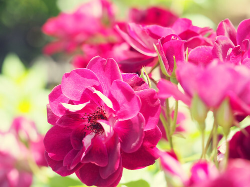 バーガンディ・アイスバーグ