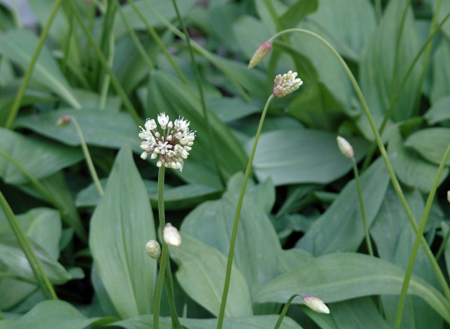アイヌネギ（花）