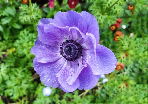 アネモネ（紫）